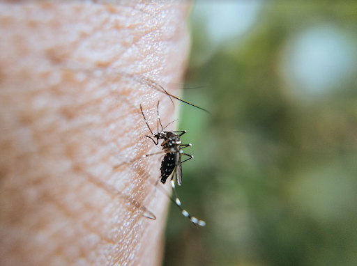 Usuwanie komarów i owadów w Poznaniu