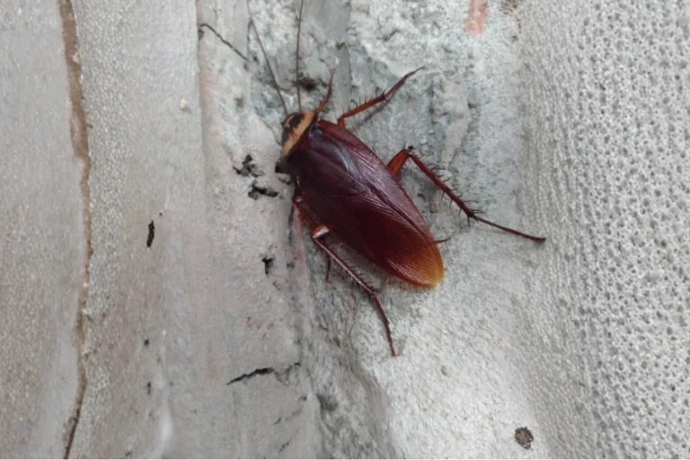 Karaluchy w domu – kompendium wiedzy. Jak skutecznie pozbyć się karaluchów?